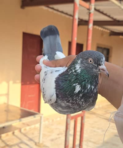 Teddy Male. . Female/Teddi Jora/kabootar/Pigeon/Pair/Single Male.