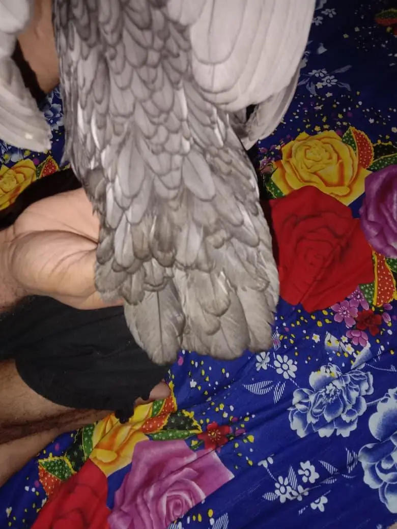 Thai aseel pathi available — photo 3