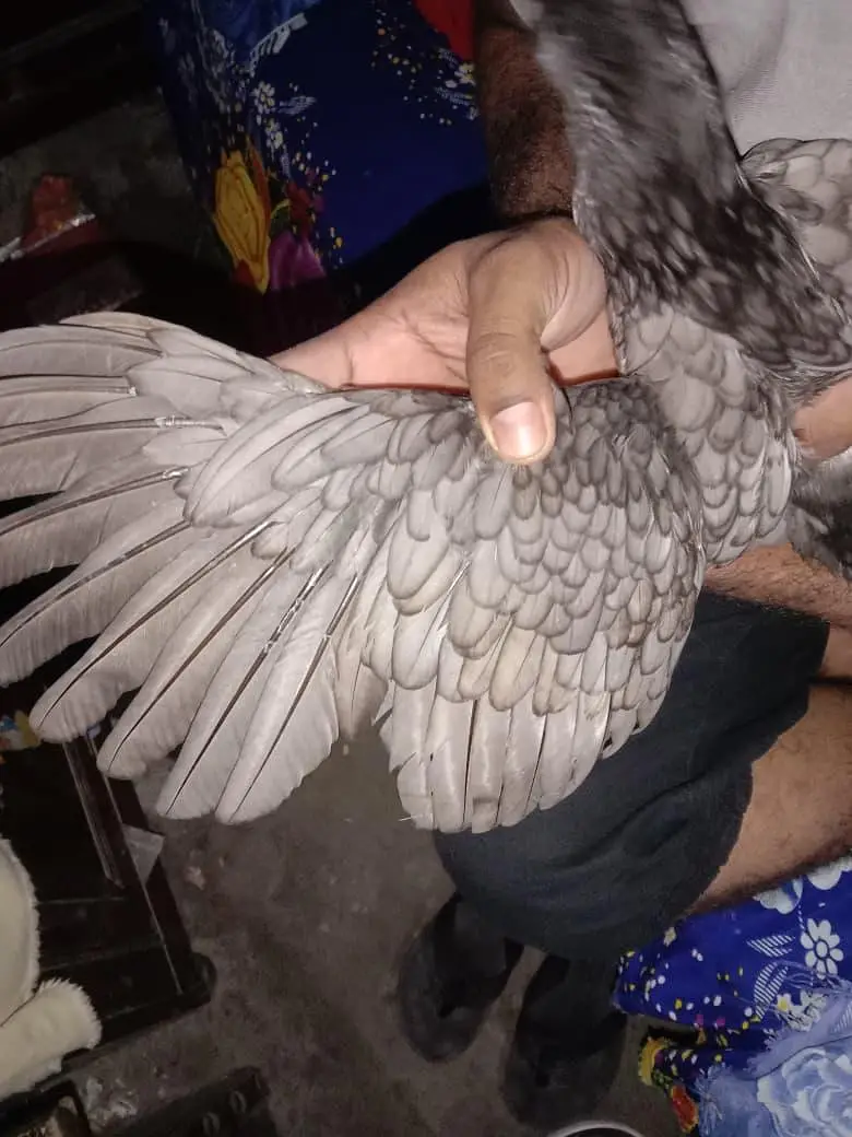 Thai aseel pathi available — photo 4