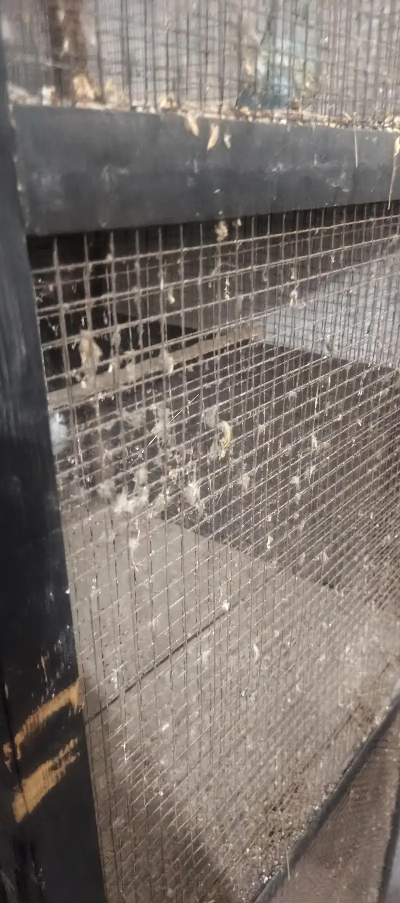 parrots and pegions cage — photo 3