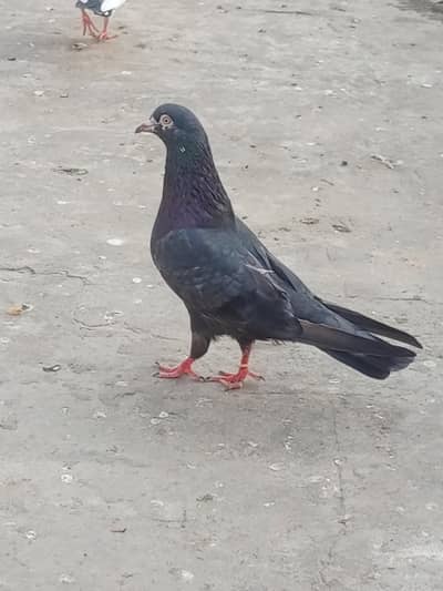Neela Male for sale healthy and active