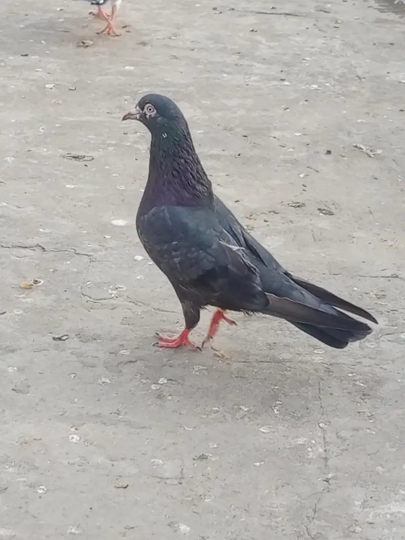 Neela Male for sale healthy and active — photo 2