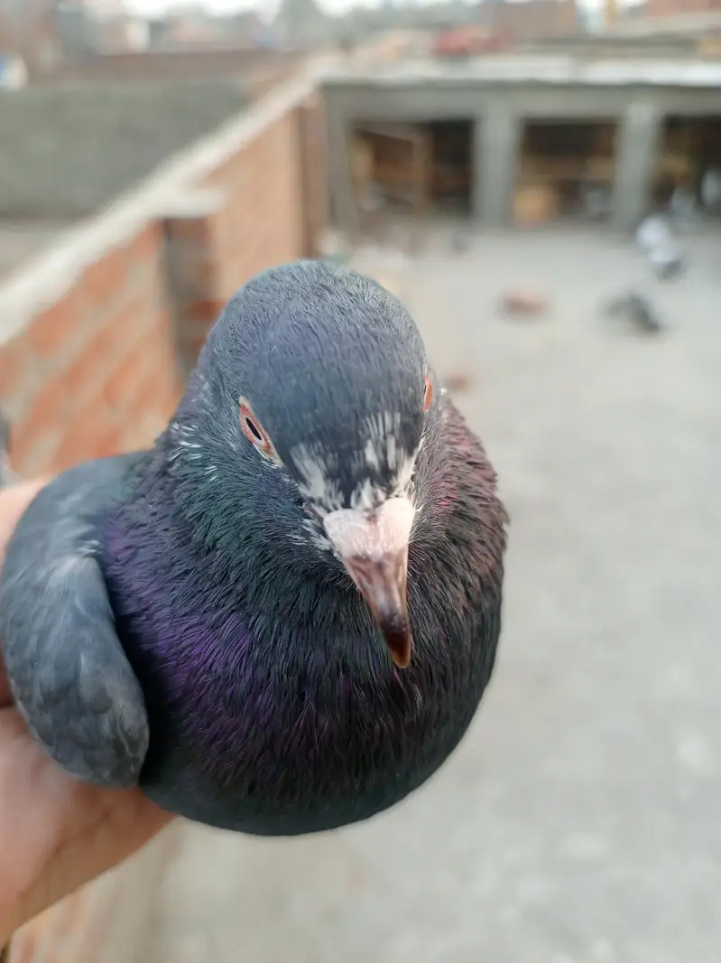 Neela Male for sale healthy and active — photo 3