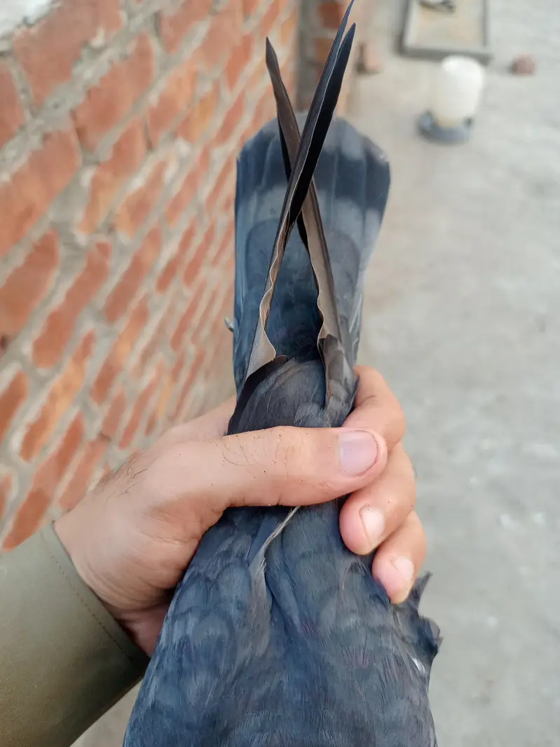 Neela Male for sale healthy and active — photo 4