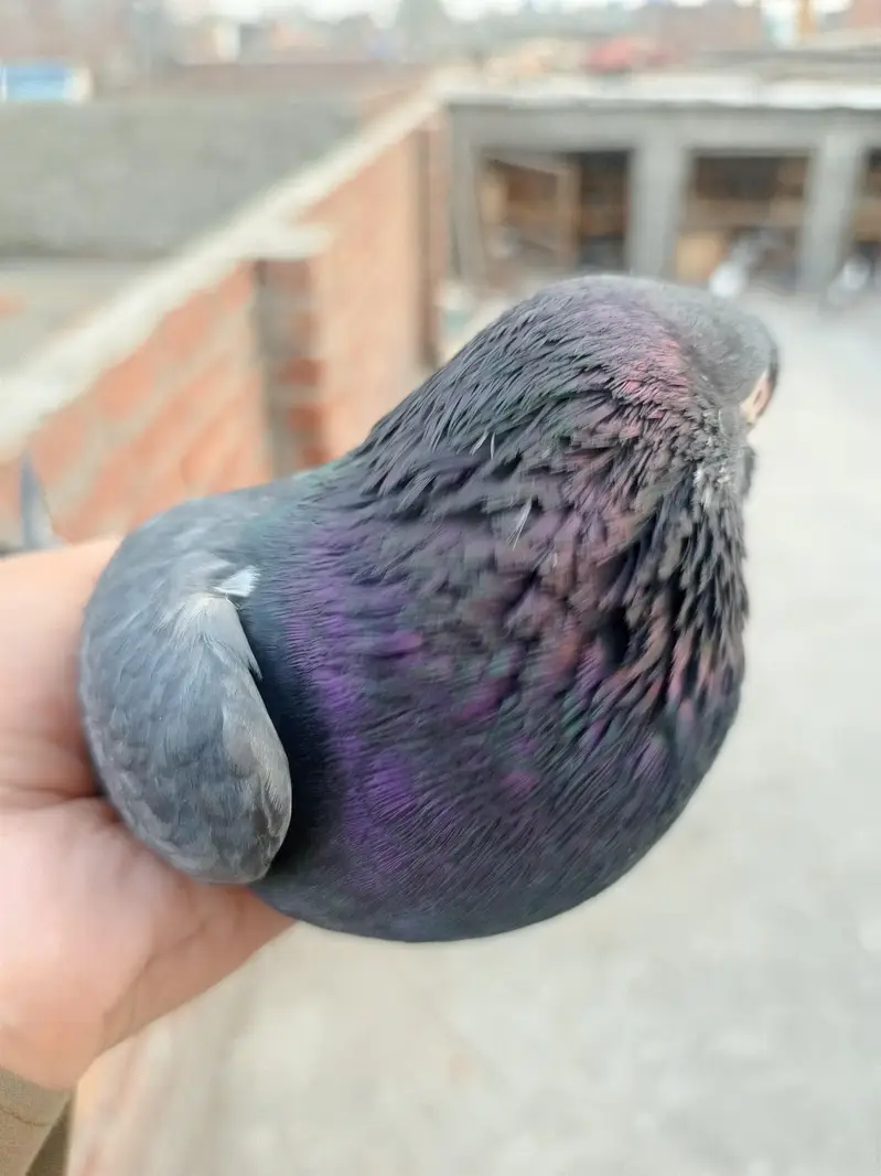 Neela Male for sale healthy and active — photo 5