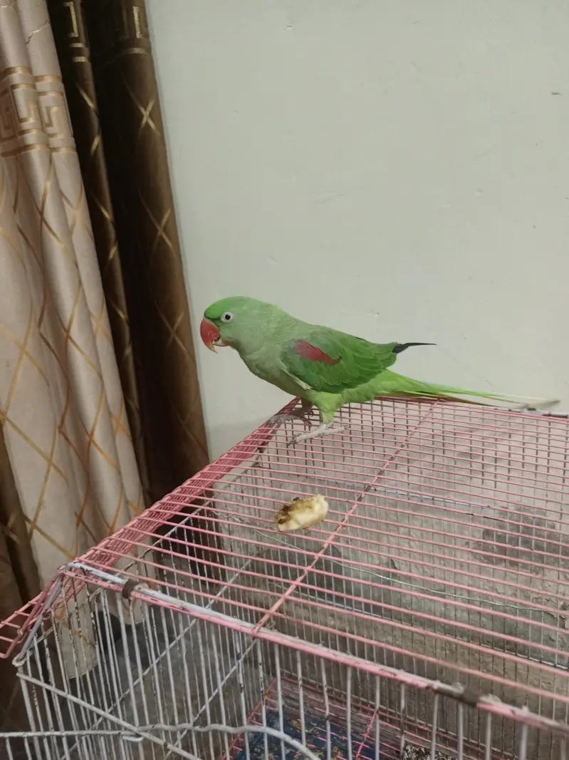 Neela Male for sale healthy and active — photo 6