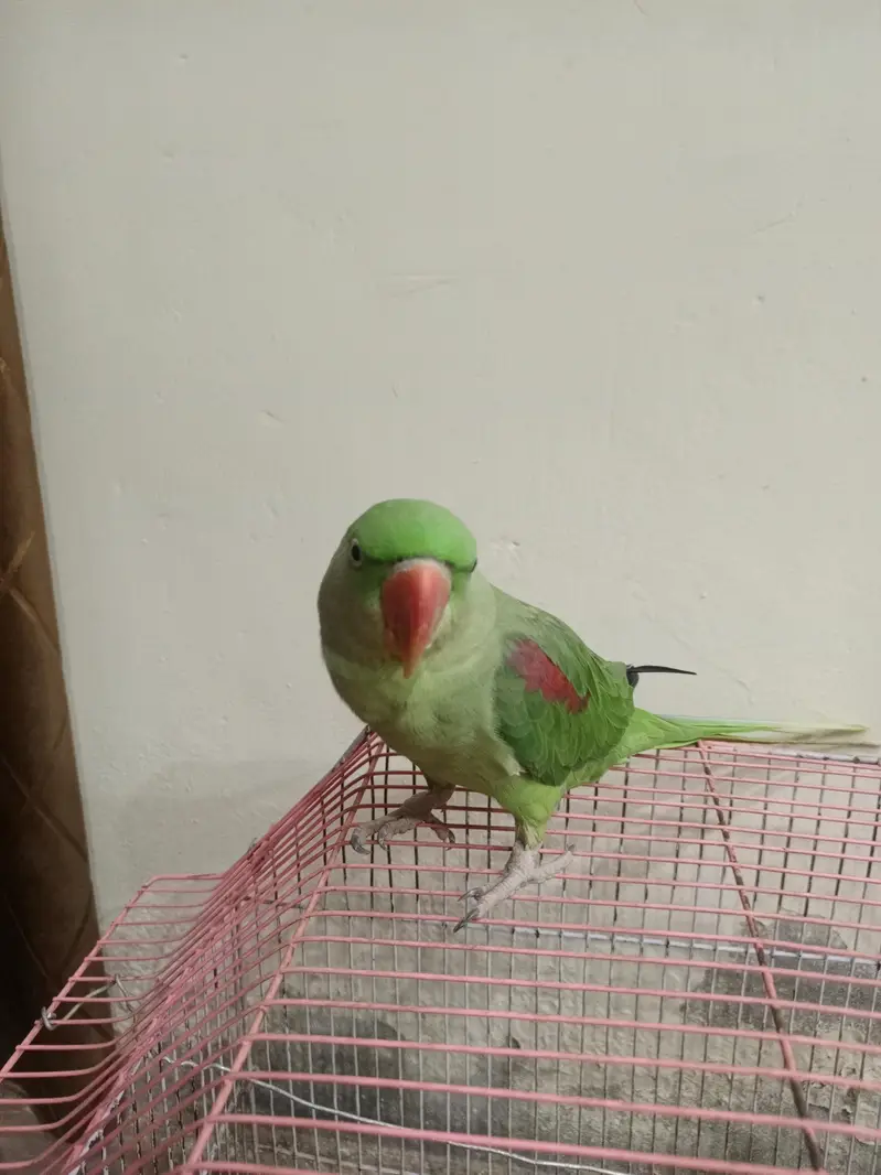 Neela Male for sale healthy and active — photo 7