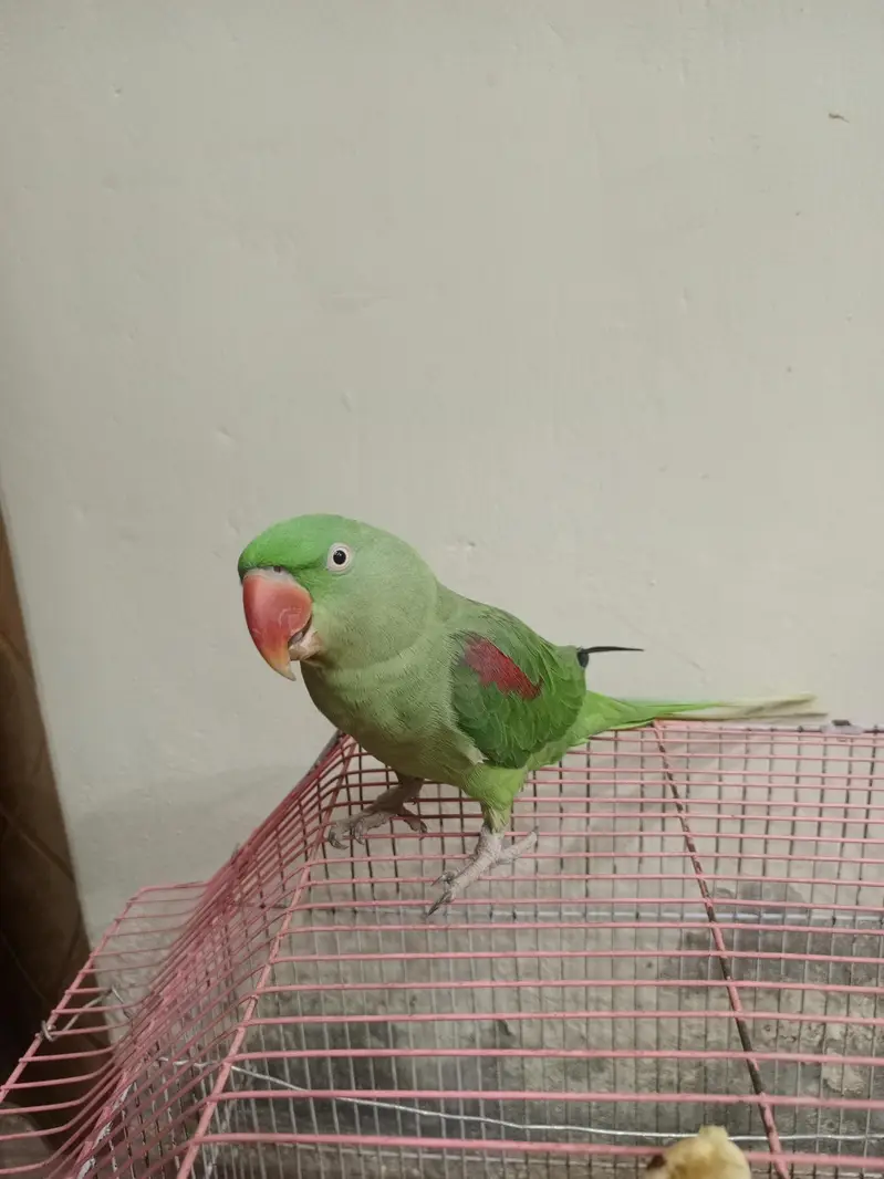 Neela Male for sale healthy and active — photo 8