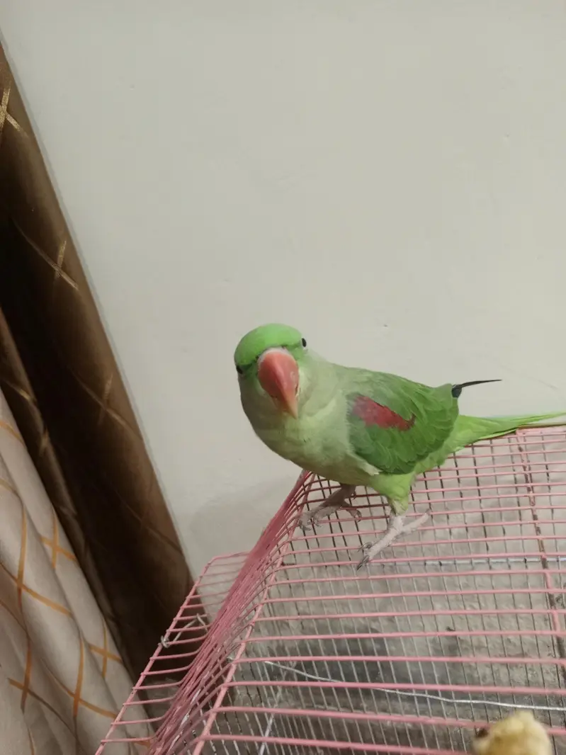 Neela Male for sale healthy and active — photo 9