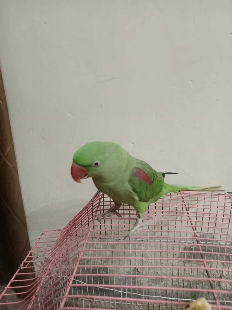 Neela Male for sale healthy and active — photo 10