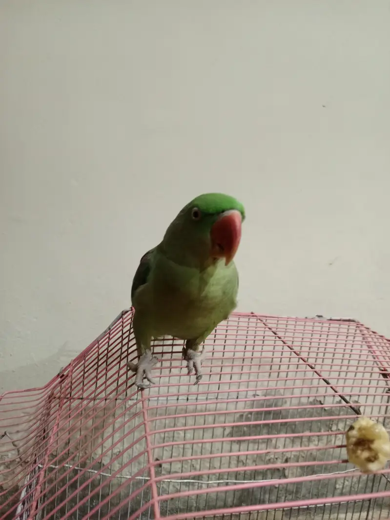 Neela Male for sale healthy and active — photo 11