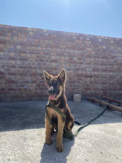 GSD puppy for German Shepherd Puppy Long Coat Black Mask