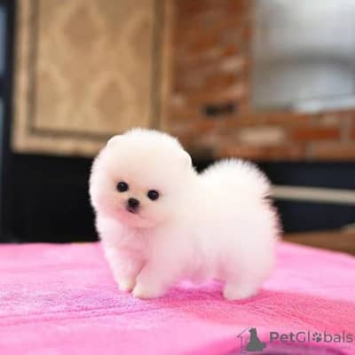 Pomeranian papi dog for sale 2 month age
