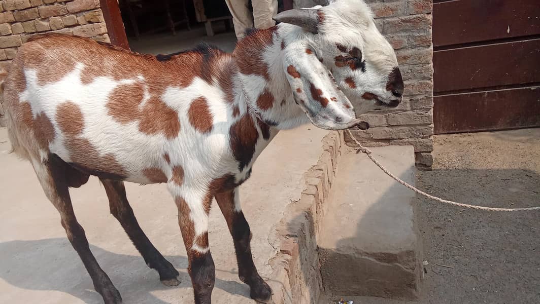 bakra 0