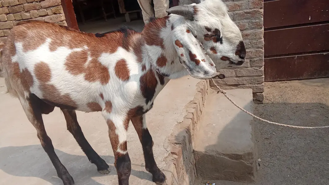 bakra