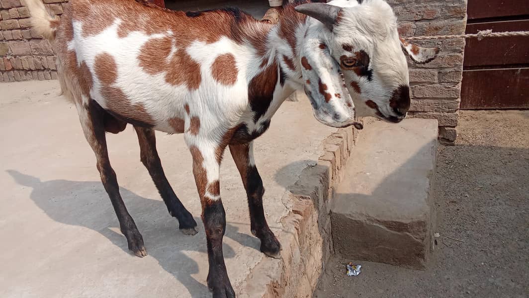 bakra 1