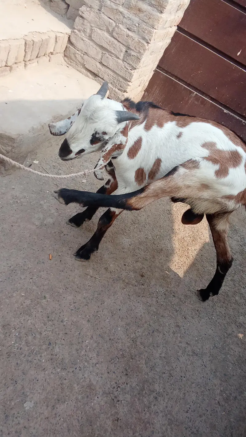 bakra — photo 3