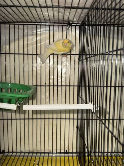 Canary pair for sale