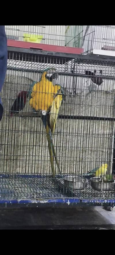 Blue & Gold Macaw Breeder Female