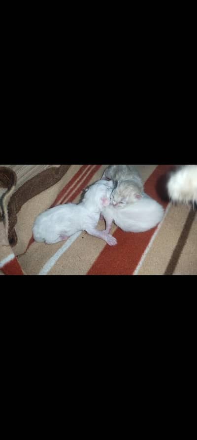 urgent 3kitten sale book now 1 brown 2 white
