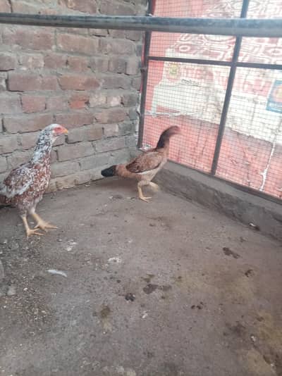 aseel chick price 500 hens different prices