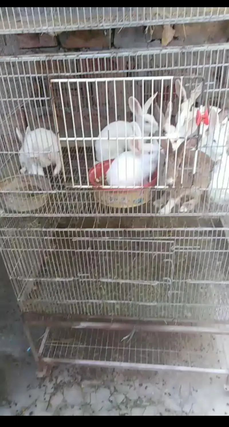 CAGE FOR SELL MSG FOR PRICE — photo 2