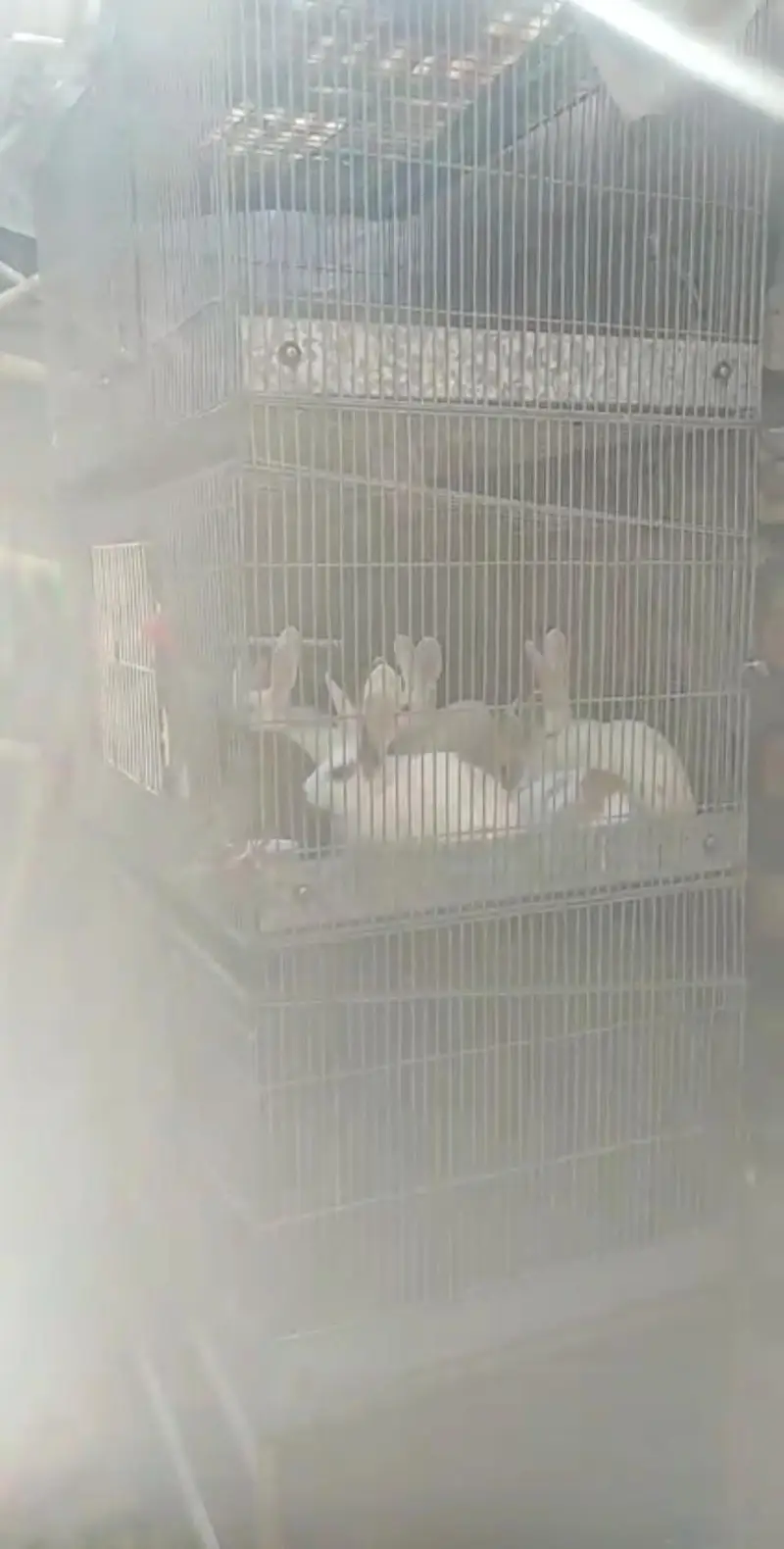 CAGE FOR SELL MSG FOR PRICE — photo 3