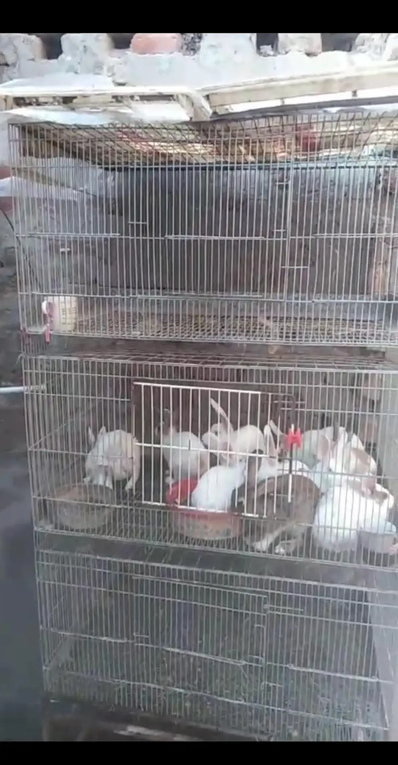 CAGE FOR SELL MSG FOR PRICE — photo 4