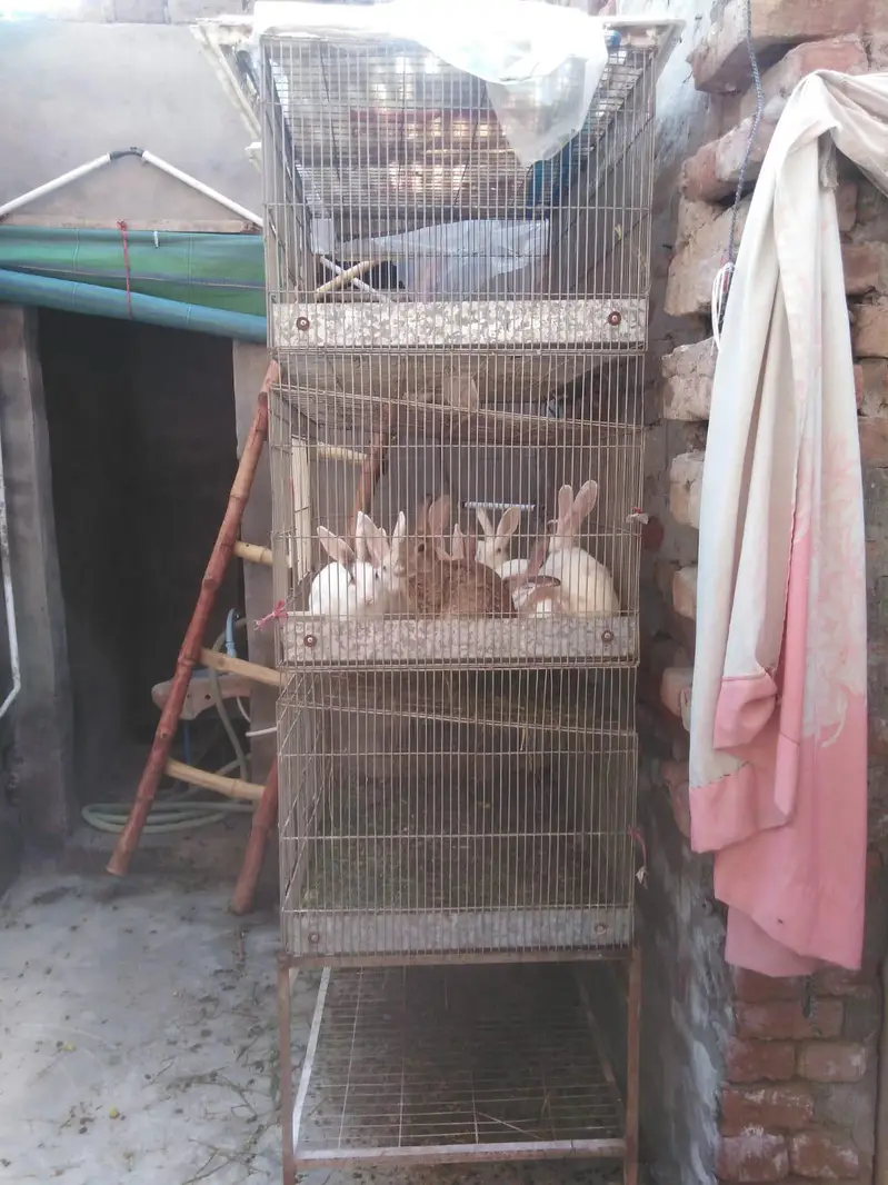 CAGE FOR SELL MSG FOR PRICE — photo 5