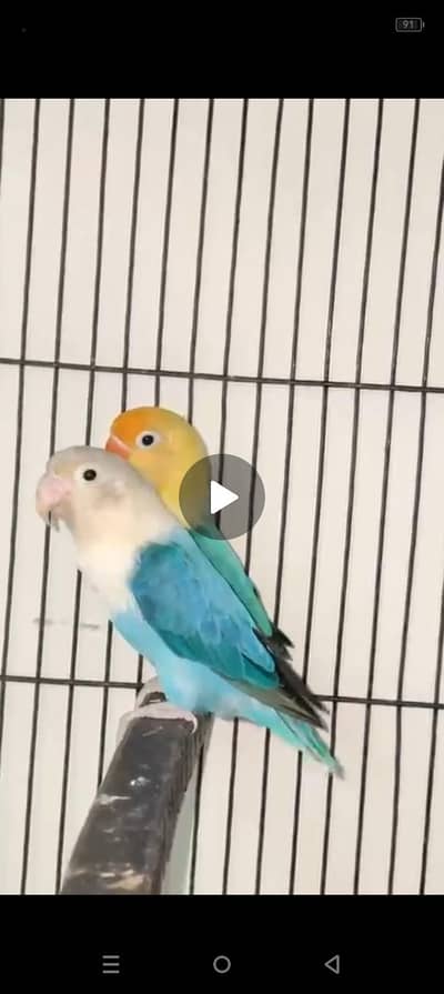 Quality Dun Fellow Birds For Sale