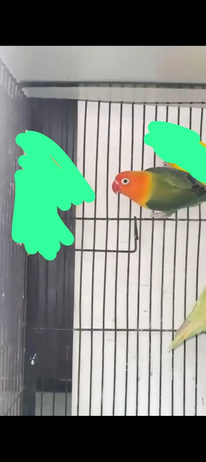 Quality Dun Fellow Birds For Sale — photo 2