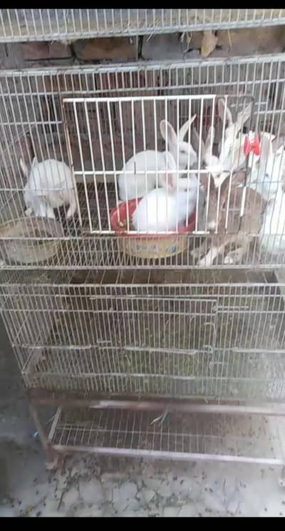 Rabbits FAISALAbad