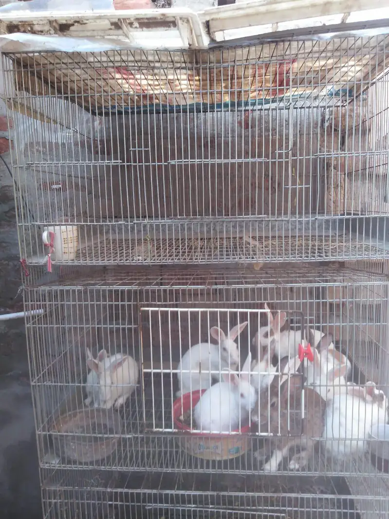 Rabbits FAISALAbad — photo 2
