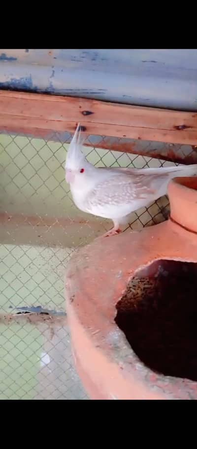 Fallow Cockatiel Pair