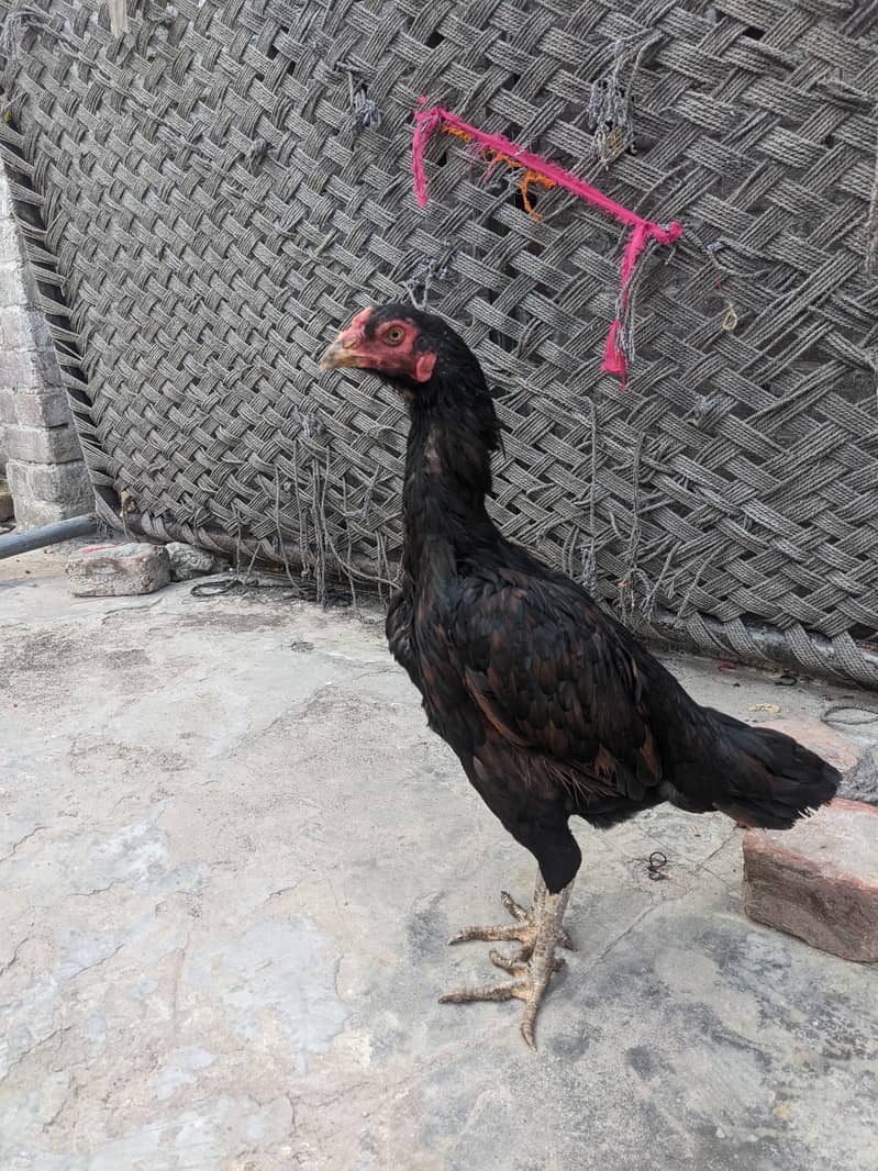 aseel Sindhi 2