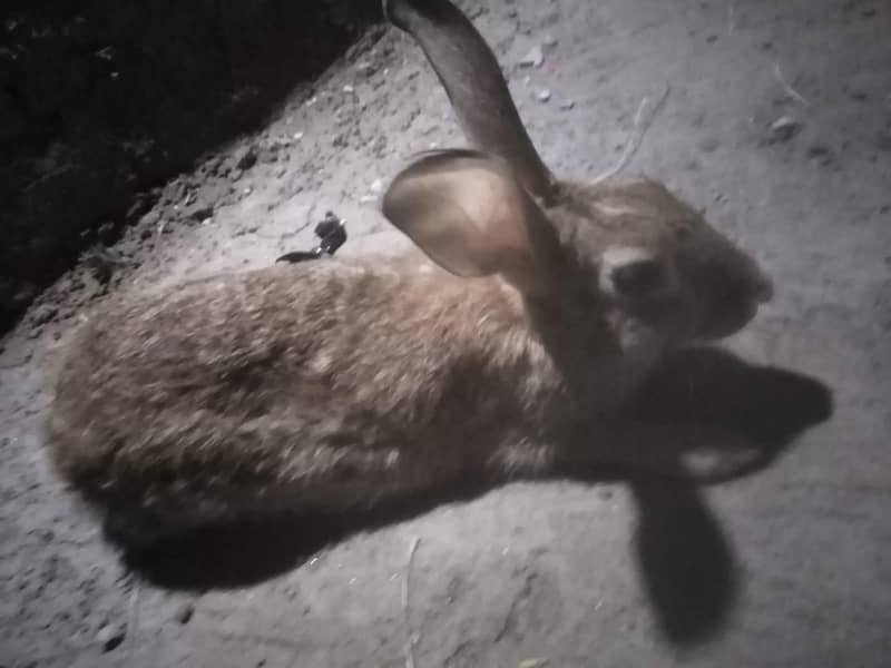 rabbits 1