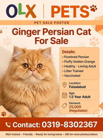 Adorae Ginger male  Cat - Healthy, Playful & Litter Trained