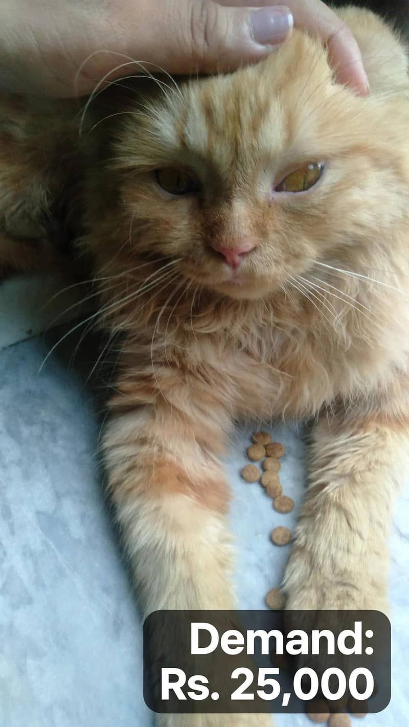 Adorae Ginger male Cat - Healthy, Playful & Litter Trained - Cats ...