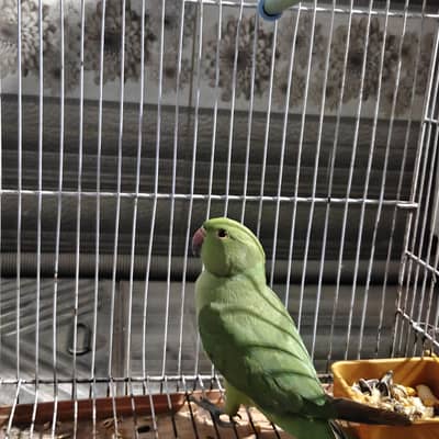 Green Talking Parrot for Sale – Healthy & Beautiful