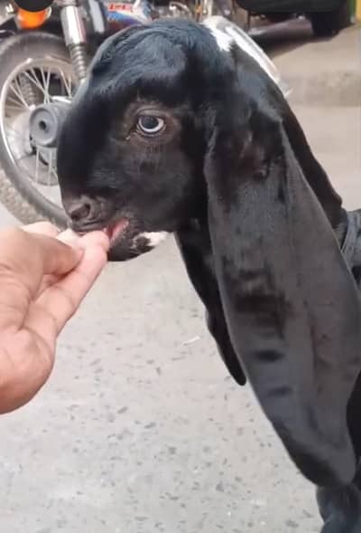 Pure Beetal Nasal Active bacha
