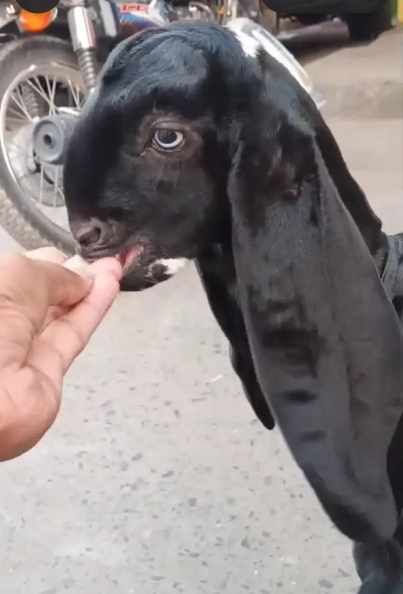 Pure Beetal Nasal Active bacha