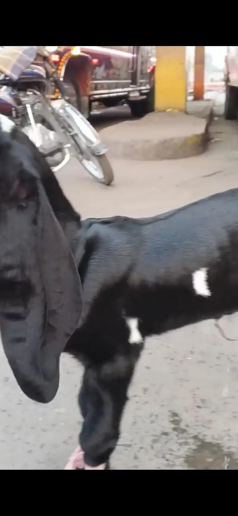Pure Beetal Nasal Active bacha — photo 2