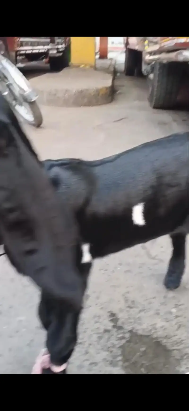 Pure Beetal Nasal Active bacha — photo 3