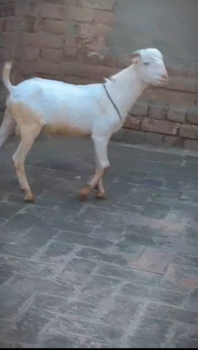 Russian tadda gulabi beauty brider