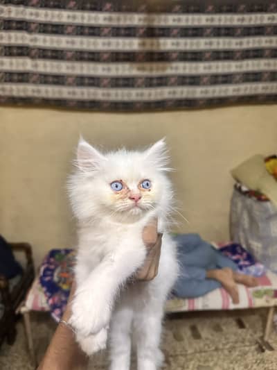 2 beutiful white kittens with blue eyes