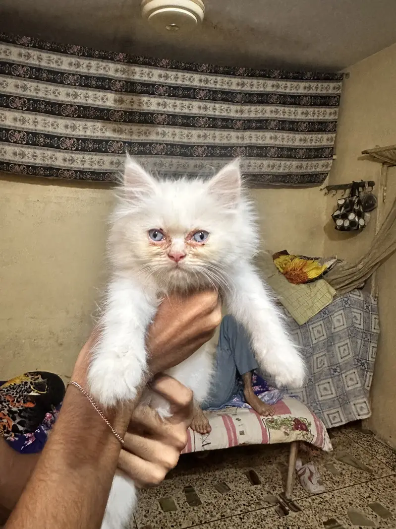2 beutiful white kittens with blue eyes — photo 2