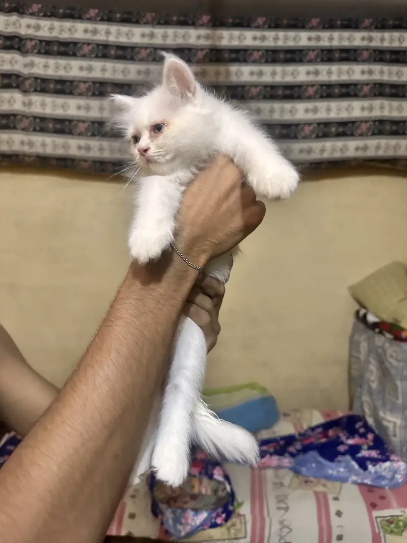 2 beutiful white kittens with blue eyes — photo 3