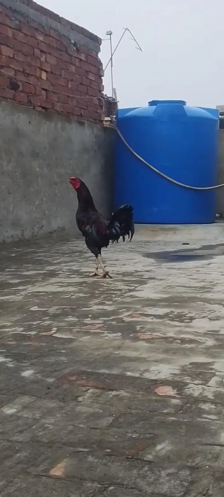 coroos Aseel Male — photo 3