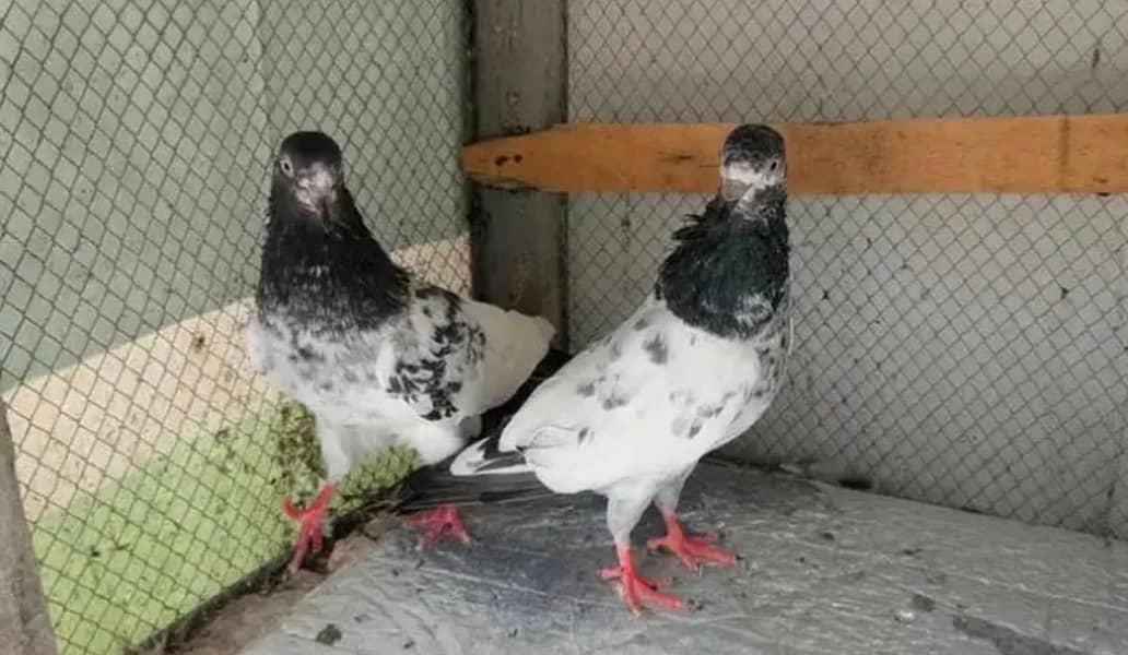 teddy breeder pair 6