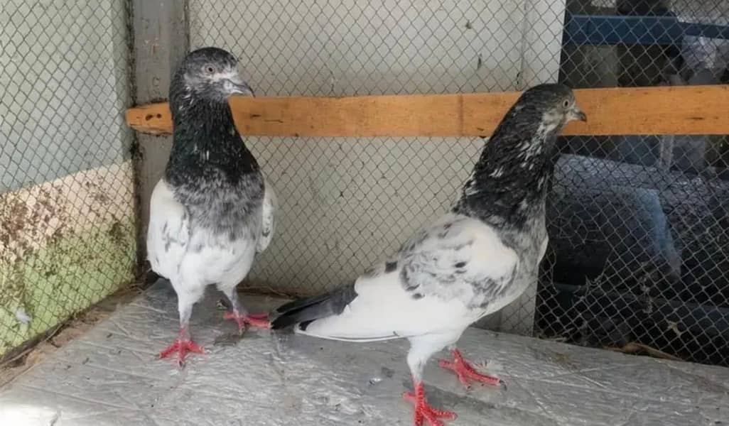 teddy breeder pair 7